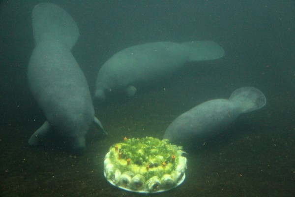 Ni pastel, ni calaca, ni santa en el Aquarium del Puerto de Veracruz; se olvidaron de las actividades