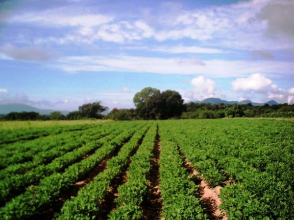 Destacan 4 municipios de Veracruz en producción de cacahuate