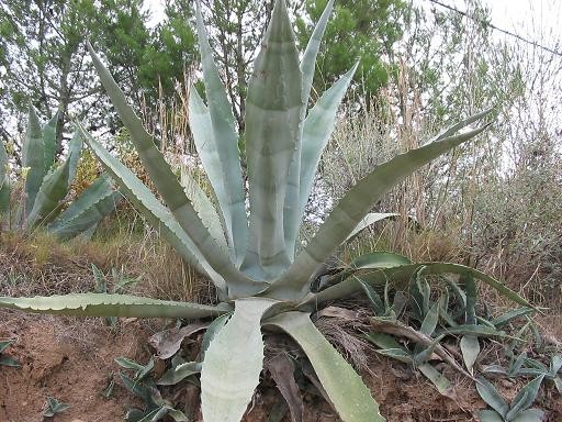 Masajes con púas de maguey, nueva competencia que debe ser certificada