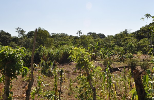 Sedarpa contrata seguro agrícola; pagaría hasta 2 mil 500 por hectárea