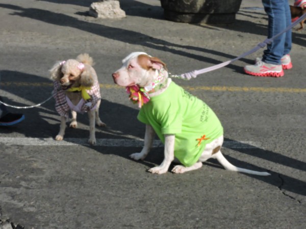 ¡No sólo compran alimento; invierten en ropa! ,mexicanos gastan hasta 700 pesos diarios en sus mascotas