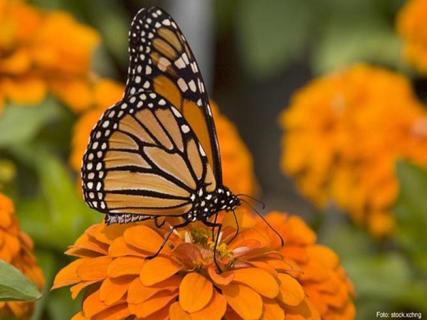 Mariposa monarca, en peligro por cambio climático