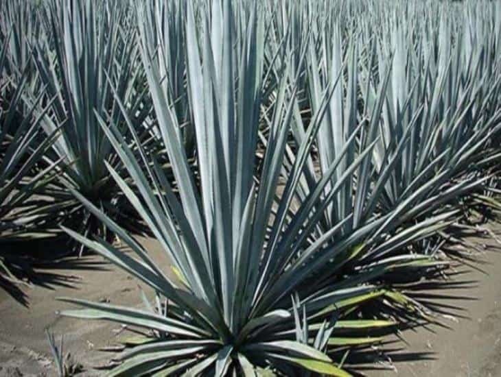 Cultivo de agave weber azul se está convirtiendo en alternativa para productores pecuarios