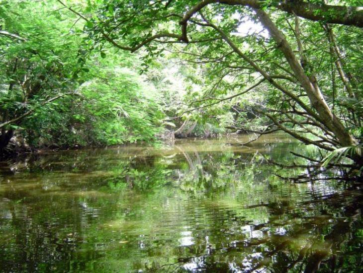 Defensa de la riqueza natural de Veracruz, ante diversas amenazas