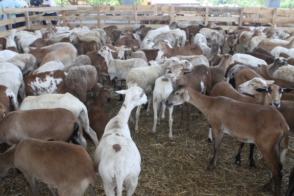 Norte y sur de Veracruz, foco rojo en rabia paralítica bovina
