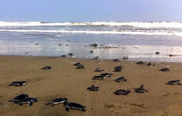 En 2020 están llegando más tortugas a playas del sur de Veracruz