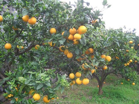 Entregan Seguro Agrícola Catastrófico a citricultores de Veracruz