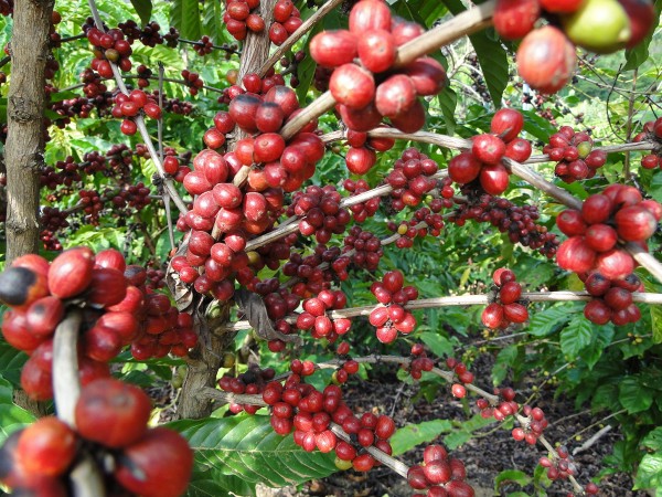Urge terminar con intermediaros para salvar al café en Veracruz