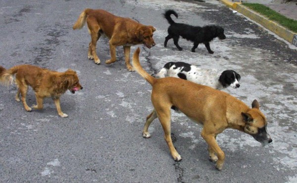 Xalapa, capital del maltrato y abandono de animales