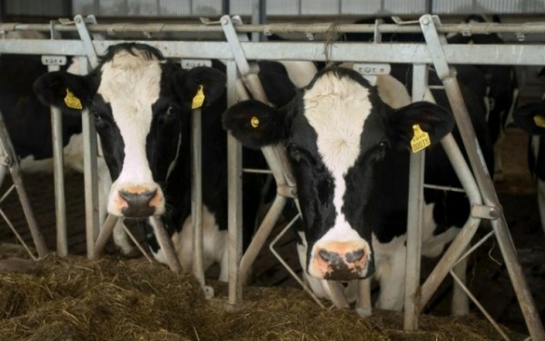 Profeco exhibe las marcas de leches falsas que se venden en el país