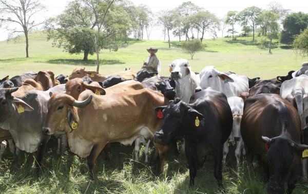 Ganado centroamericano pone en jaque a Veracruz