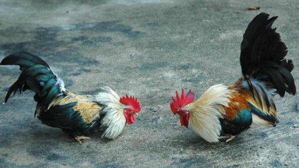 Quieren realizar pelea de gallos en Paso de Ovejas ´en honor a un santo´