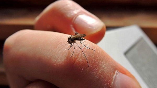 Sin dengue, 21 municipios del norte de Veracruz