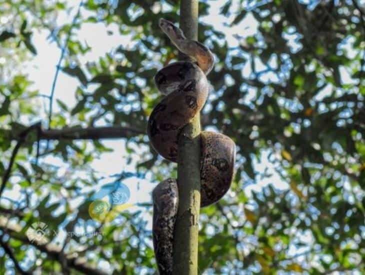 Políticos ignoran amenazas a la fauna silvestre en Veracruz