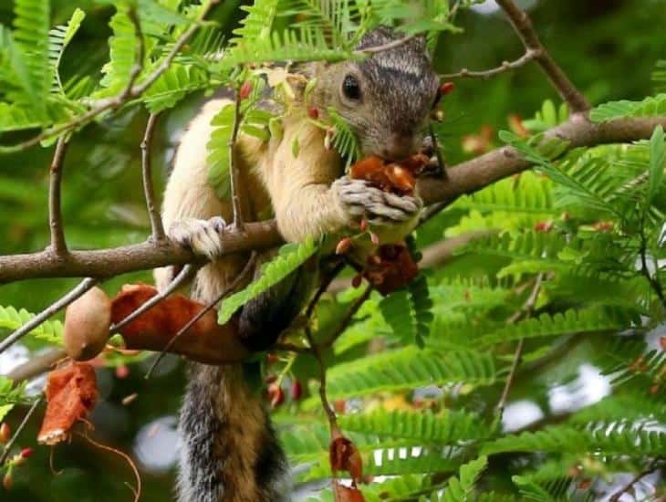 Zoológicos dan acopio a animales silvestres abandonados por pandemia