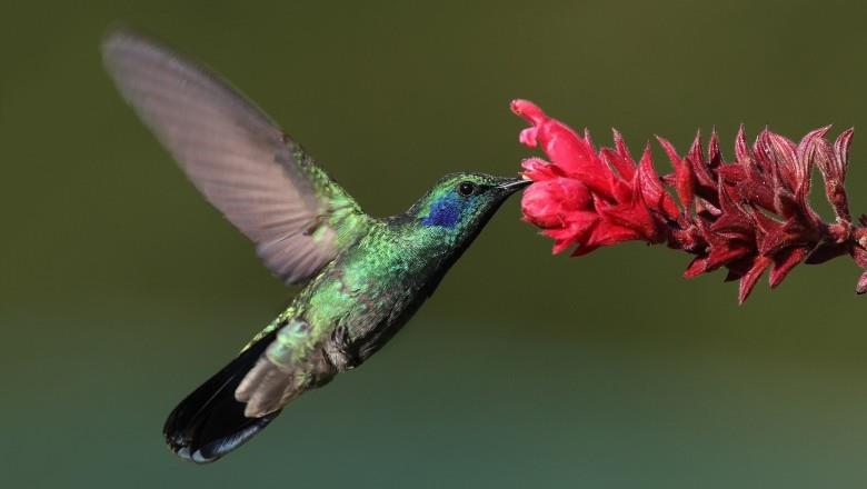 Peligra preservación de áreas naturales para el colibrí en Emiliano Zapata