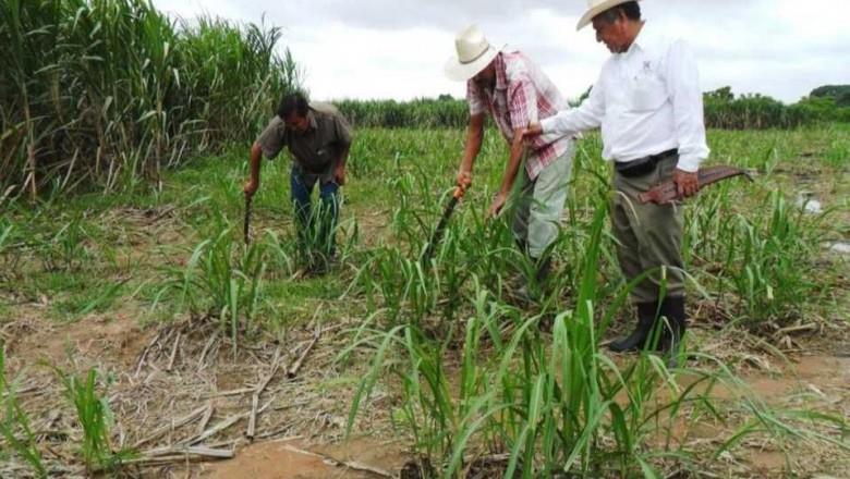 Buscan apuntalar estudios sobre soberanía alimentaria en Veracruz