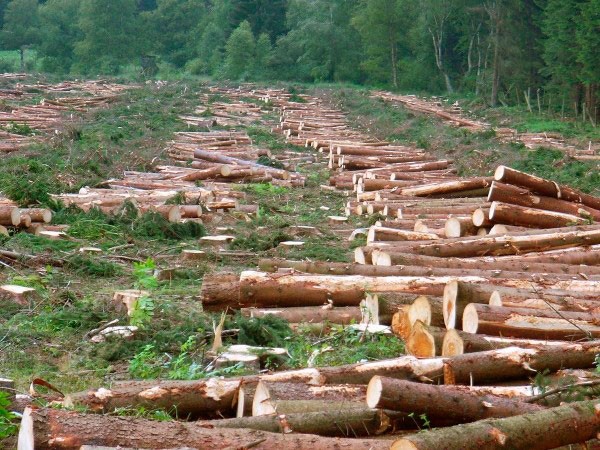 Deforestación ha afectado recarga de mantos acuíferos en La Perla