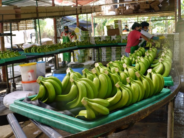 Producen 5 municipios  de Veracruz más de 200 mil toneladas de plátano