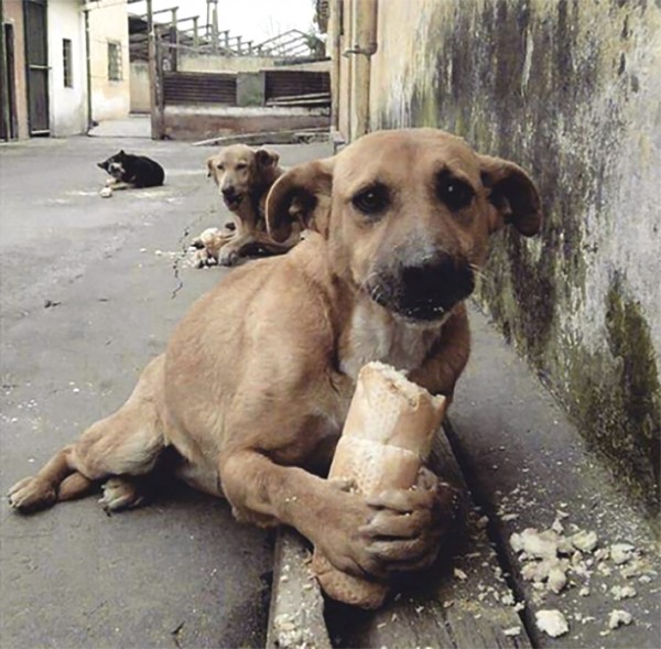 Abandonan a animales por contingencia en Veracruz