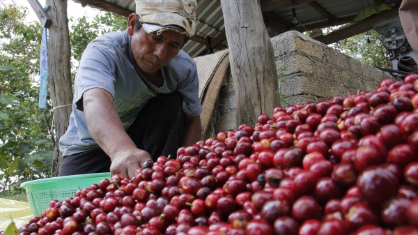 Cafeticultores reprochan privilegios a Nestlé en Veracruz