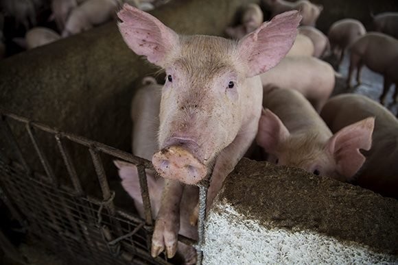 A la alza, carne de cerdo e insumos de crianza