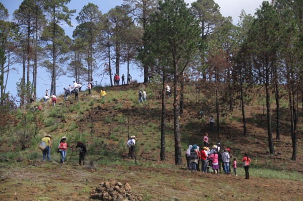 Recuperación de bosques y combate a incendios, prioridad de Sedema