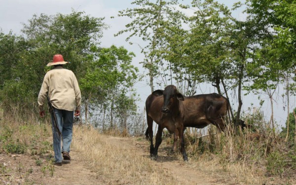 Afectaciones climáticas han propiciado el abandono del campo en Maltrata