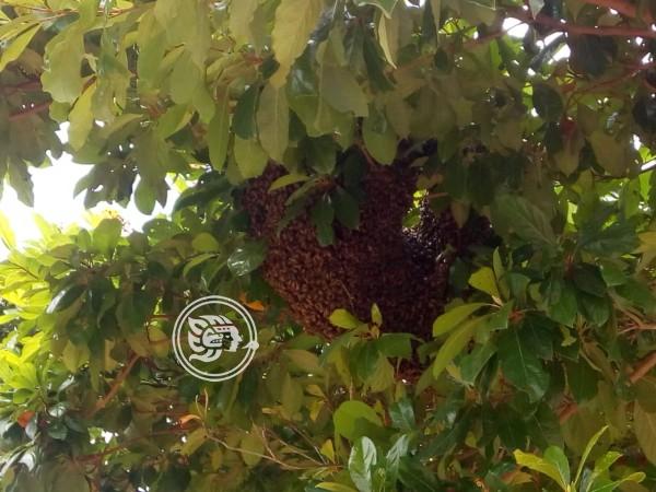 Hasta 10 reportes semanales por abejas en Poza Rica