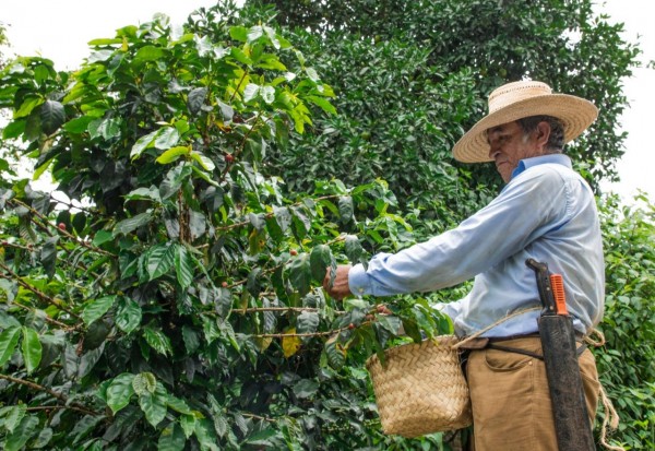 Busca Sedarpa conformar padrón estatal cafetalero