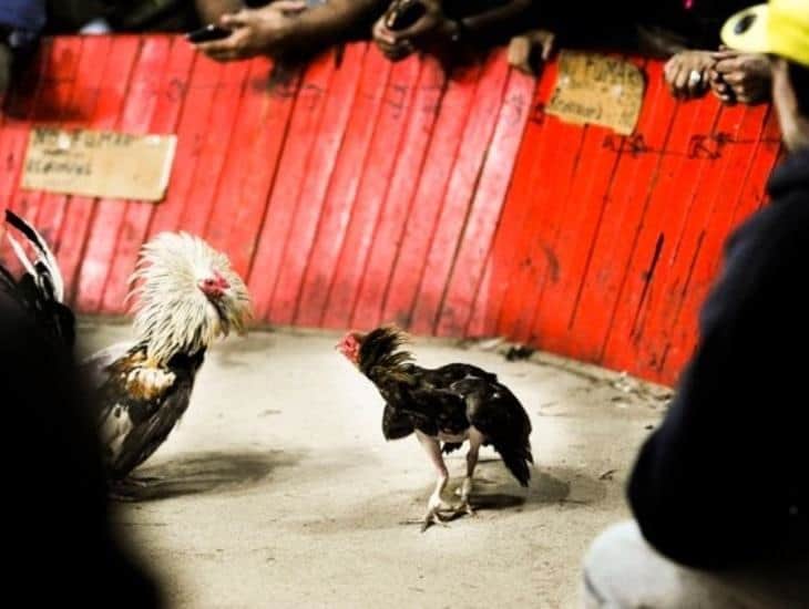 En Congreso de Veracruz proponen reformas a Ley de Protección a Animales