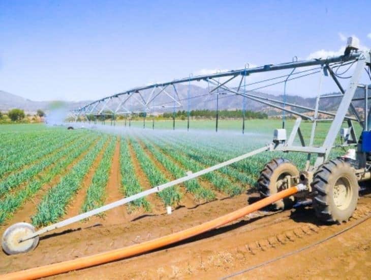 Campo veracruzano, azotado por 3 plagas; afectan plantas y cultivos