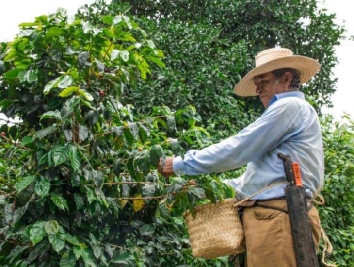 Nestlé afirma que apoyará a cafeticultores veracruzanos