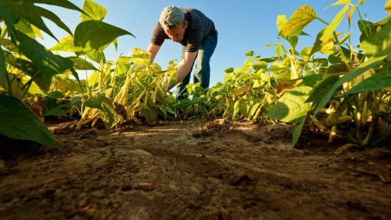 Veracruz, cuarto lugar en producción agropecuaria en el país