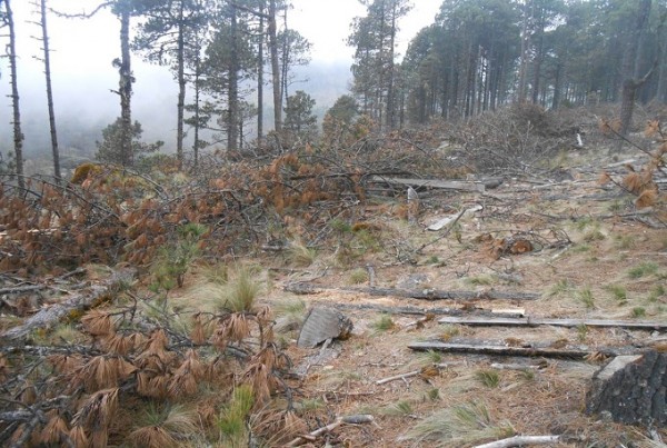 Avalan cárcel de 12 años por comercio ilegal de recursos forestales