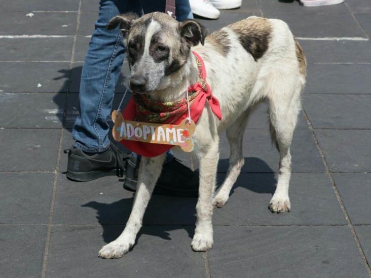 Promueven bienestar animal con concurso en Xalapa