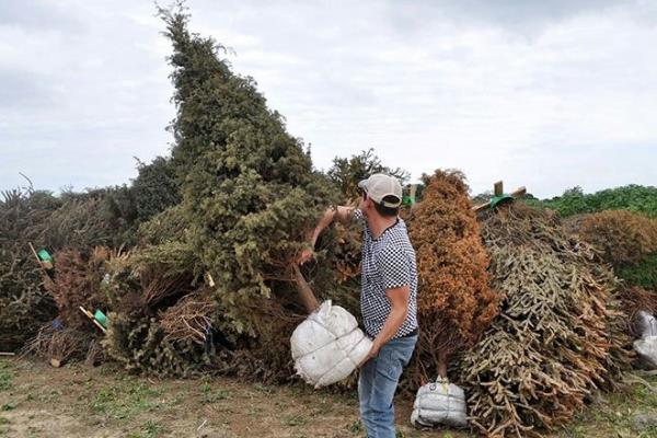 Lleva tu árbol natural a centros de acopio, no lo tires a basura: Recicla tu Navidad