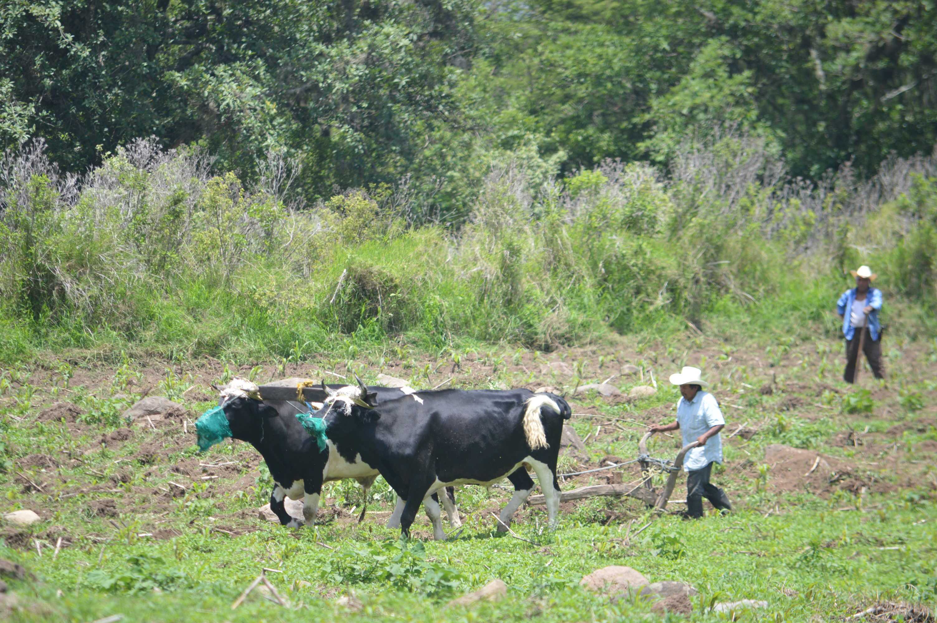 Preocupa aumento a cobro de piso en zonas agrícolas; encarecerá los alimentos