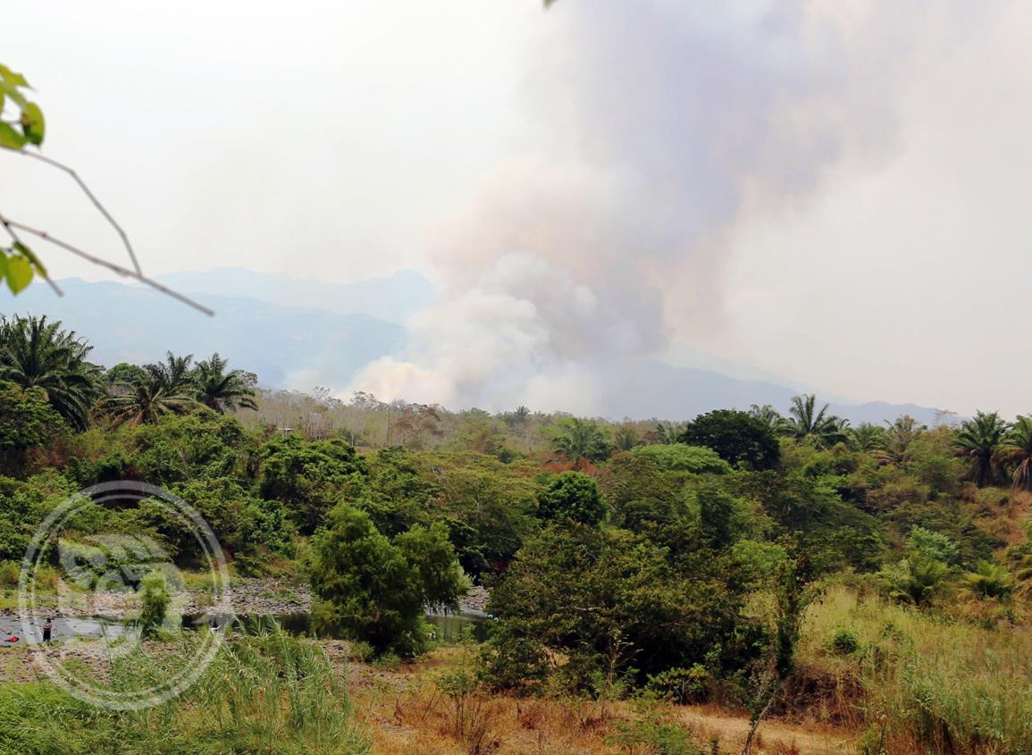 Por tala y caza clandestina, riesgo de extinción de pericos en Los Tuxtlas