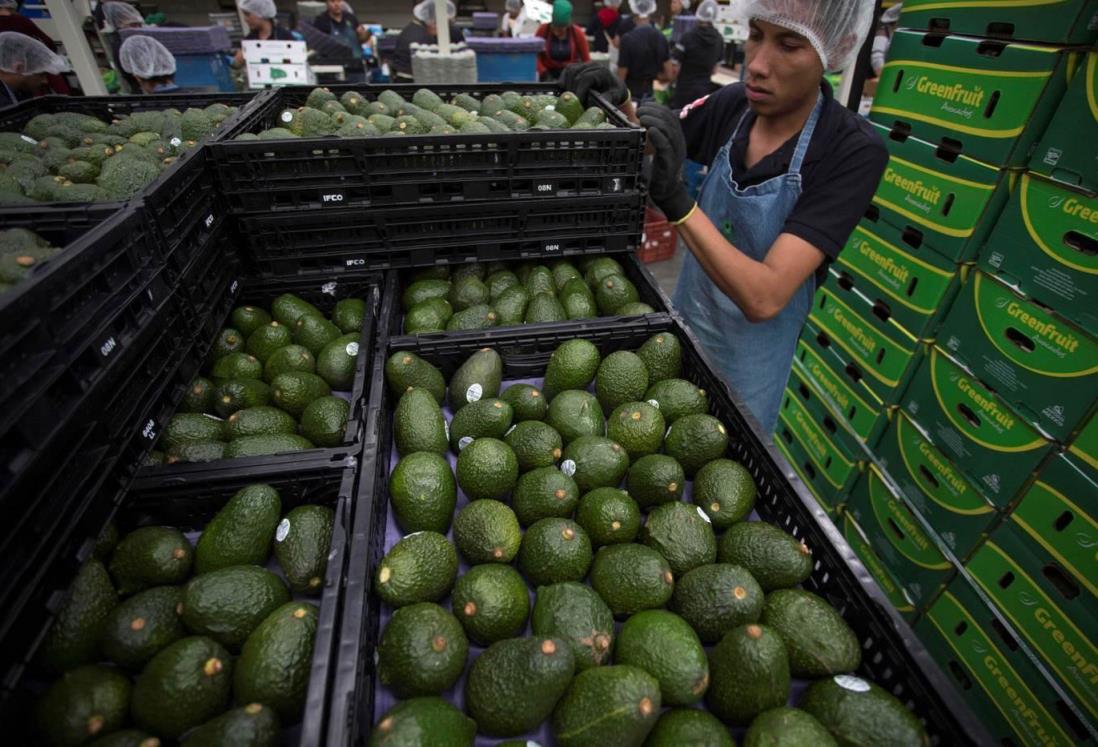 Cerveza y aguacate logran récord de exportaciones en México