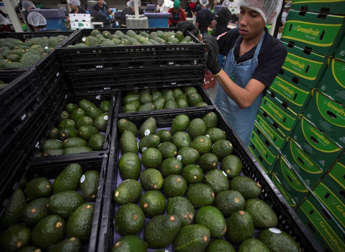 Cerveza y aguacate logran récord de exportaciones en México