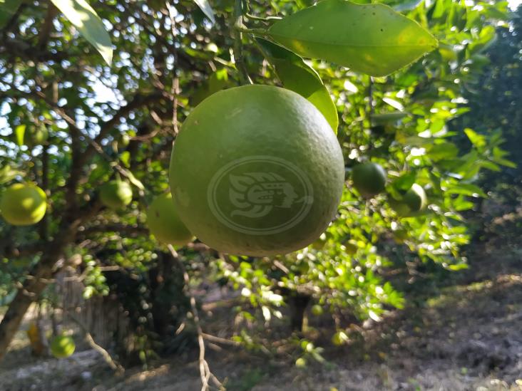 Coyotaje desangra a citricultores en norte de Veracruz