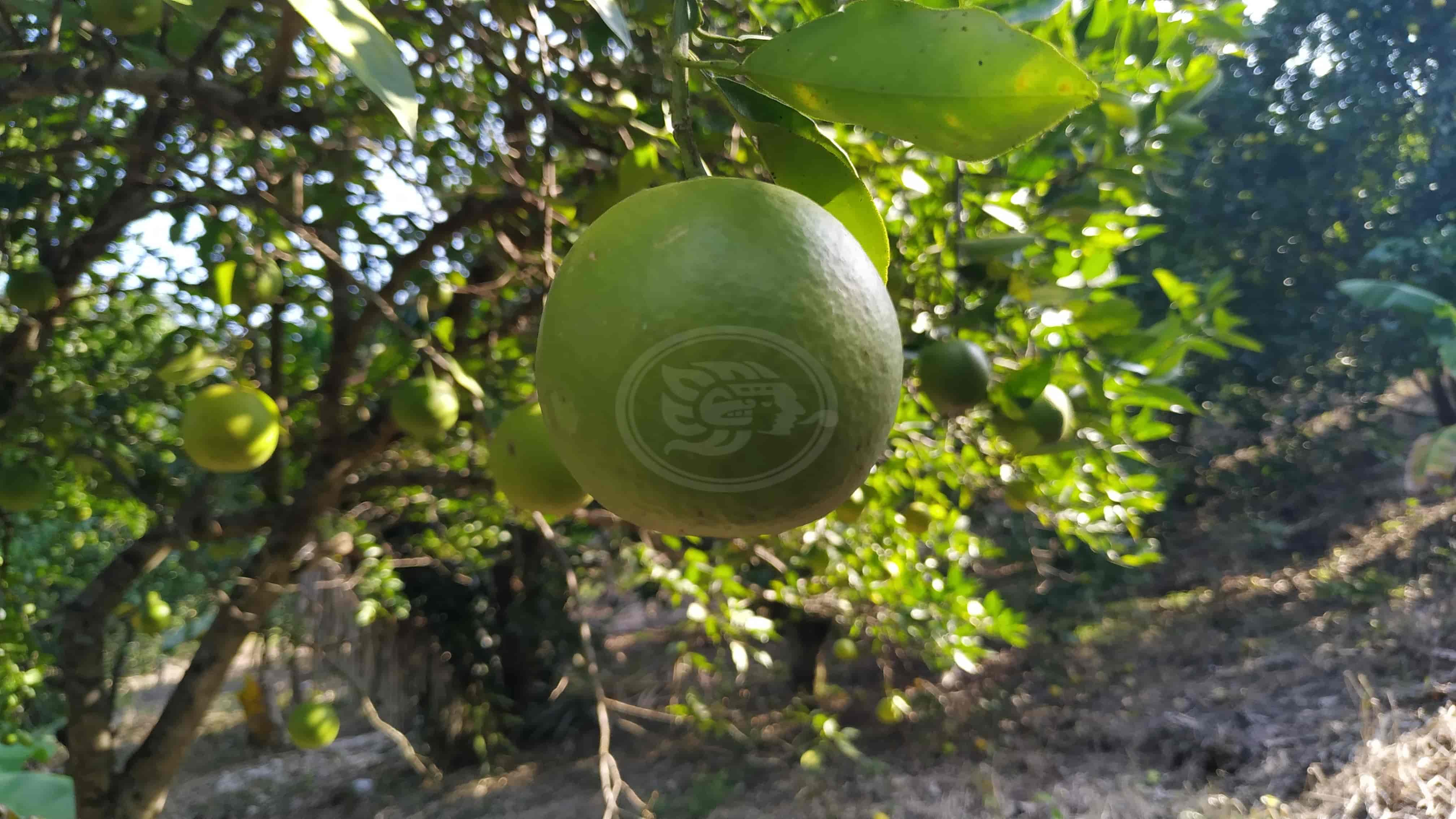 Coyotaje desangra a citricultores en norte de Veracruz