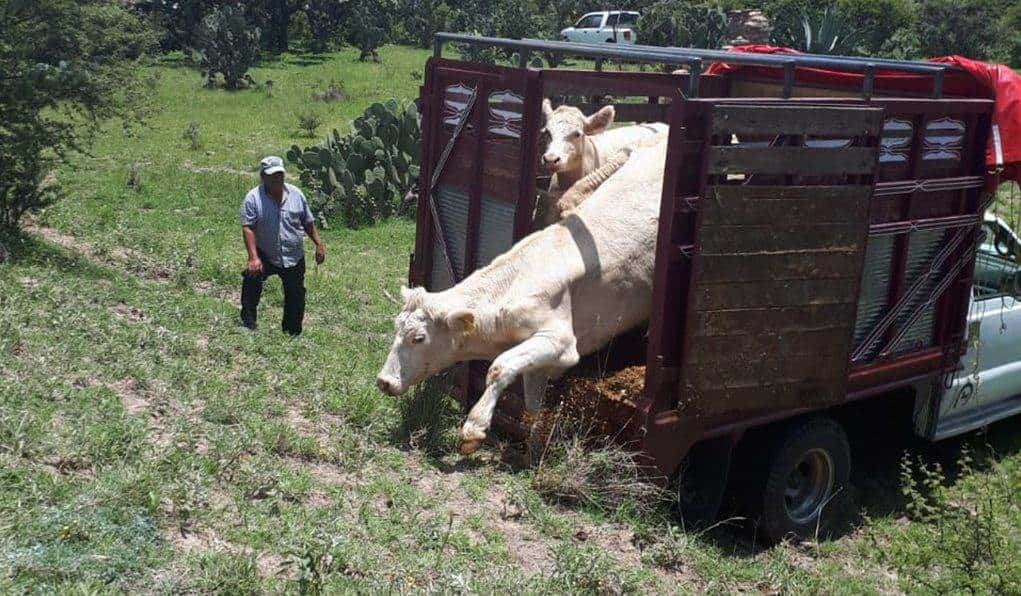 Preocupa alto robo de ganado