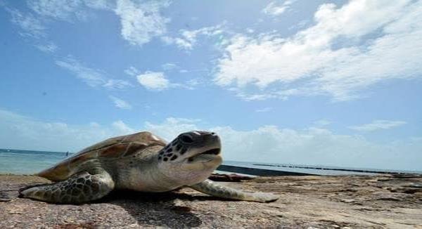 Llegan primeras tortugas a playas de Tuxpan