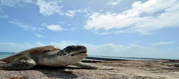 Llegan primeras tortugas a playas de Tuxpan