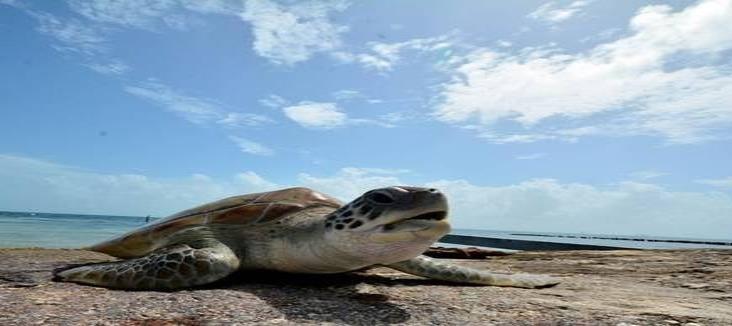 Tortugas marinas confunden olor del plástico con el de la comida