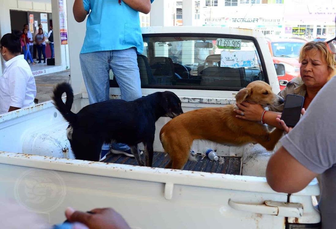 Perritos con tumores también padecen desabasto de medicamentos 