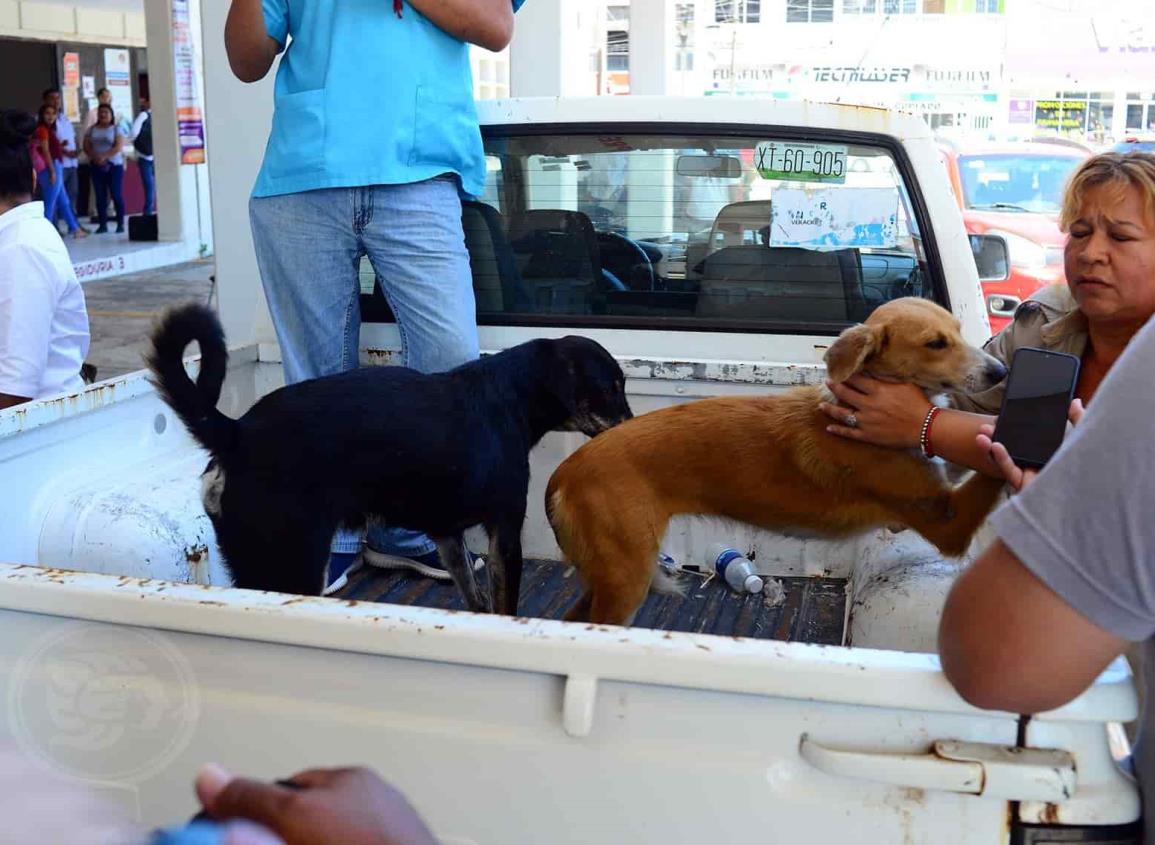 Perritos con tumores también padecen desabasto de medicamentos 