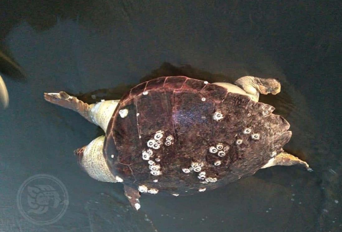 Tortugas y gallegos aparecen sin vida en playas de Coatzacoalcos